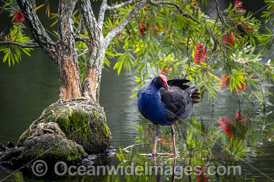 Purple Swamphen photo Purple Swamphen photo