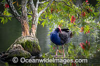 Purple Swamphen Photo - Gary Bell