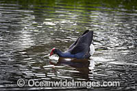 Purple Swamphen Photo - Gary Bell