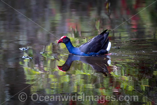Purple Swamphen photo Purple Swamphen photo