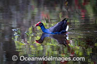 Purple Swamphen Photo - Gary Bell