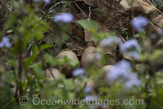 Purple Swamphen photo
