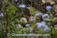 Purple Swamphen Photo - Gary Bell