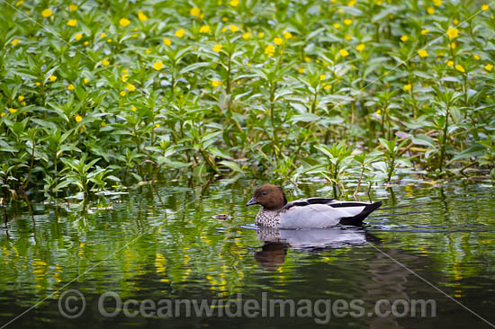 Australian Wood Duck photo Australian Wood Duck photo