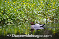 Australian Wood Duck Photo - Gary Bell