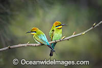 Rainbow Bee-eater Photo - Gary Bell