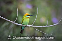 Rainbow Bee-eater Photo - Gary Bell