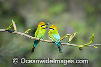 Rainbow Bee-eater Photo - Gary Bell