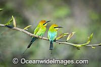 Rainbow Bee-eater Photo - Gary Bell