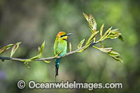 Rainbow Bee-eater Photo - Gary Bell