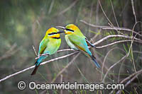 Rainbow Bee-eater Photo - Gary Bell