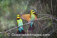 Rainbow Bee-eater Photo - Gary Bell