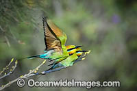 Rainbow Bee-eater Photo - Gary Bell
