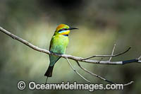 Rainbow Bee-eater Photo - Gary Bell