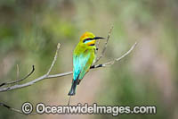 Rainbow Bee-eater Photo - Gary Bell
