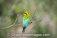 Rainbow Bee-eater Photo - Gary Bell