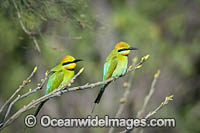 Rainbow Bee-eater Photo - Gary Bell