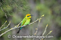 Rainbow Bee-eater Photo - Gary Bell