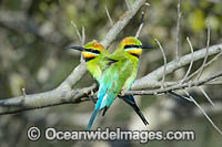 Rainbow Bee-eater Photo - Gary Bell