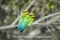 Rainbow Bee-eater Photo - Gary Bell