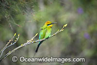 Rainbow Bee-eater Photo - Gary Bell