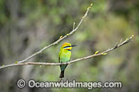 Rainbow Bee-eater Photo - Gary Bell