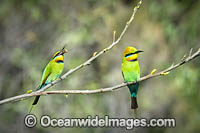 Rainbow Bee-eater Photo - Gary Bell