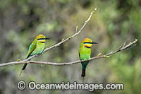 Rainbow Bee-eater Photo - Gary Bell