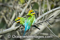 Rainbow Bee-eater Photo - Gary Bell