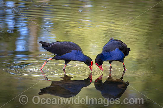Purple Swamphen photo Purple Swamphen photo