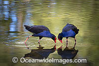 Purple Swamphen Photo - Gary Bell