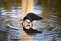 Purple Swamphen Photo - Gary Bell