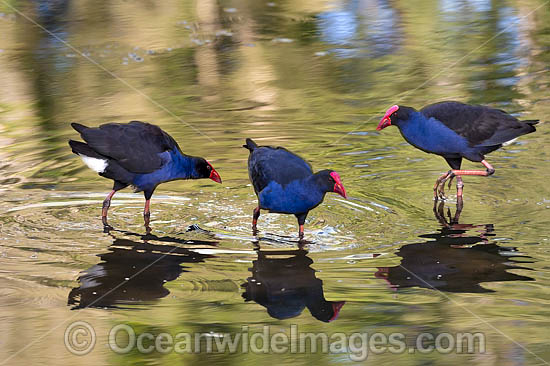 Purple Swamphen photo