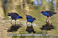 Purple Swamphen Photo - Gary Bell