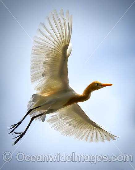 Cattle Egret photo Cattle Egret photo
