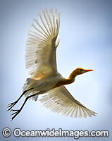 Cattle Egret Photo - Gary Bell