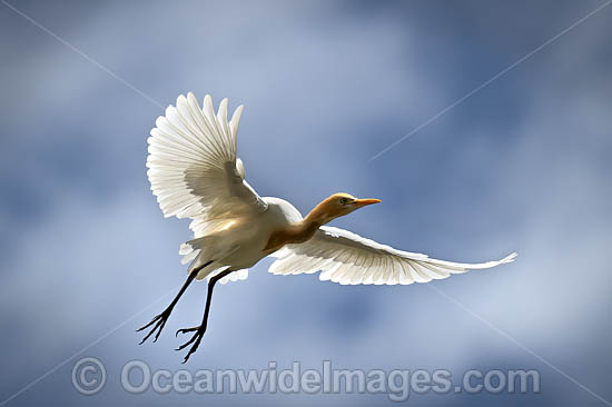 Cattle Egret photo Cattle Egret photo