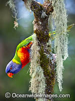 Rainbow Lorikeet Photo - Gary Bell