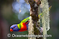 Rainbow Lorikeet Photo - Gary Bell