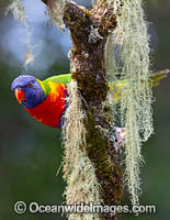 Rainbow Lorikeet Photo - Gary Bell