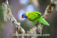Rainbow Lorikeet Photo - Gary Bell