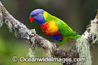 Rainbow Lorikeet Photo - Gary Bell