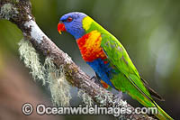Rainbow Lorikeet Photo - Gary Bell