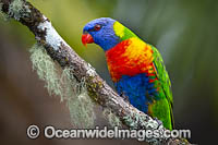 Rainbow Lorikeet Photo - Gary Bell