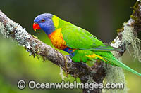 Rainbow Lorikeet Photo - Gary Bell