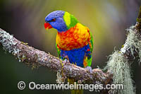 Rainbow Lorikeet Photo - Gary Bell