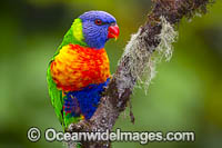 Rainbow Lorikeet Photo - Gary Bell