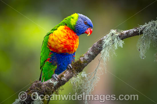 Rainbow Lorikeet photo Rainbow Lorikeet photo