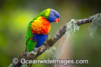 Rainbow Lorikeet Photo - Gary Bell