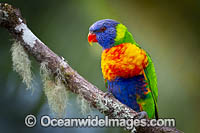 Rainbow Lorikeet Photo - Gary Bell